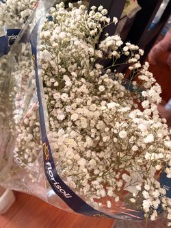 Baby breath flowers