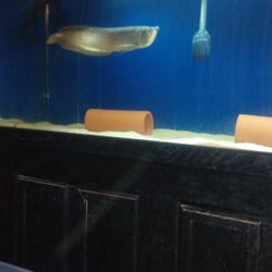 Large Aquariums For Sale 