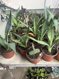 Plants