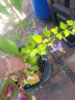 5 plants in one container