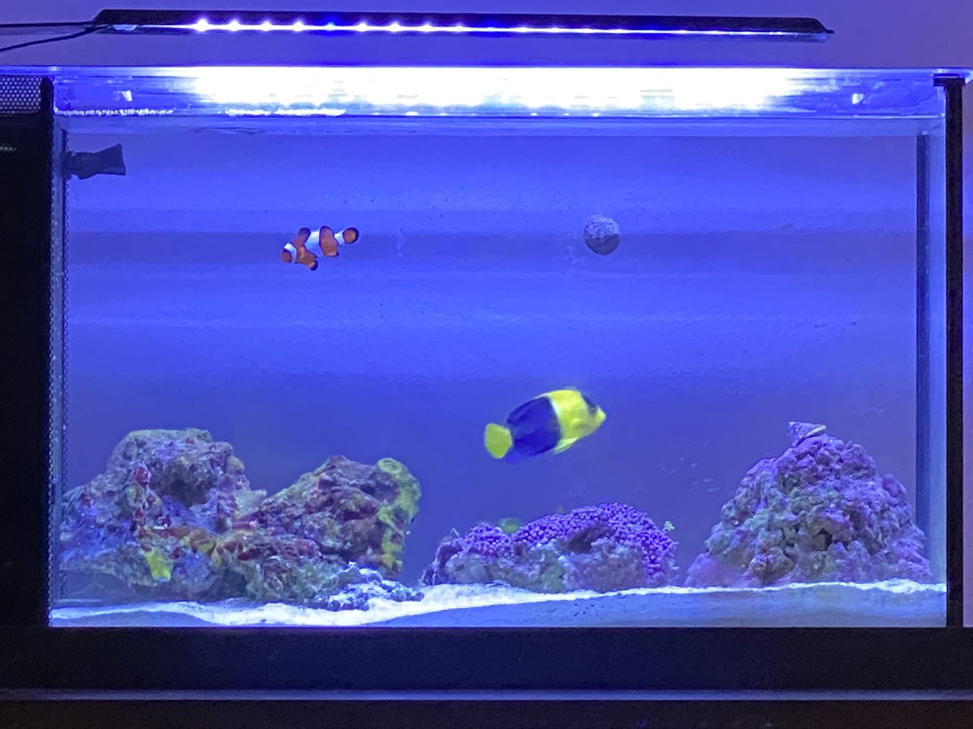 Fluval Evo V Marine 5 gallon aquarium