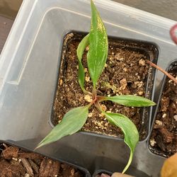 Philodendron White Knight