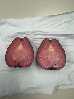 Rare purple guava tree
