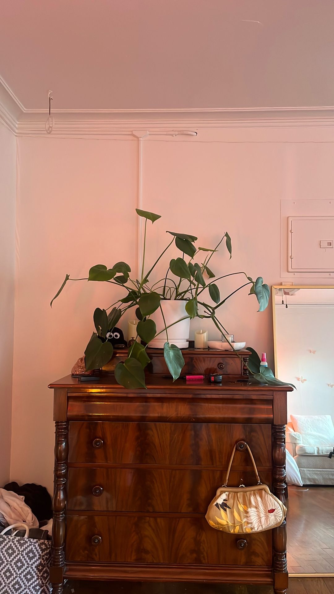 Large Monstera House Plant