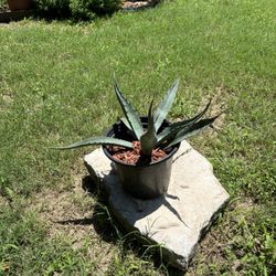 Agave Plant Very Low Maintenance  Medium Size Not Small Size