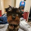 Dillan 