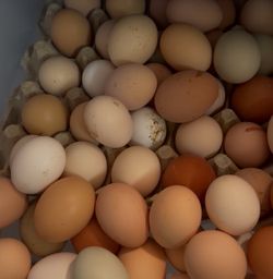 Fresh farm organic eggs