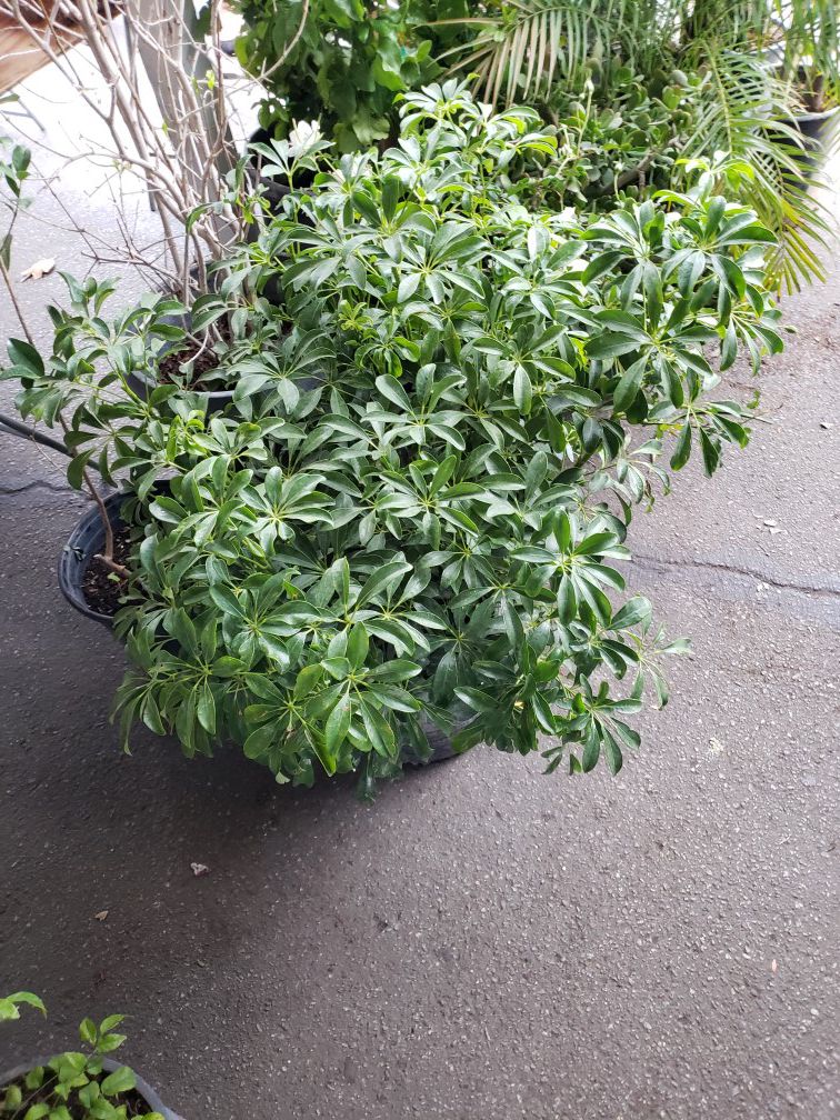 Umbrella plant 5 gallons pot