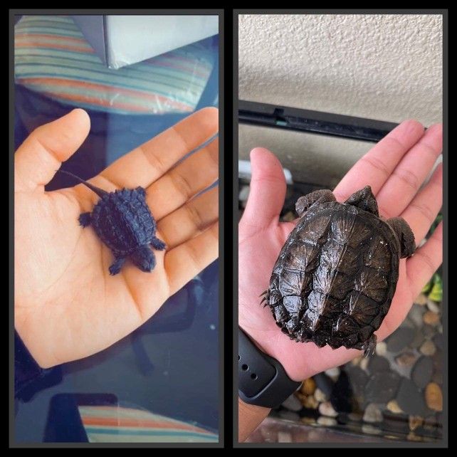 10 Gallon Fish Thank With Snaping Turtle
