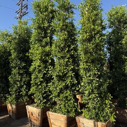 Ficus Nitida Indian Laurel Privacy Hedge