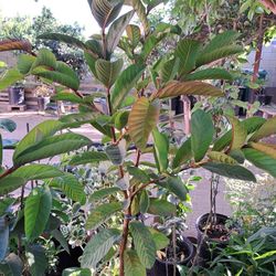 arbol