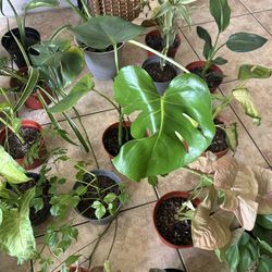 Plants For Sake 8 Each 