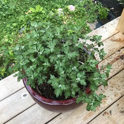X-Large Rustic Ceramic Planter With Mums
