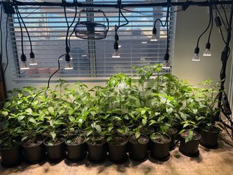 🌶️ Chiltepin Wild Chile Pepper Plants – 20–24” Tall