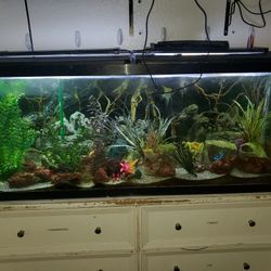 Fish Tank With Angel Fish