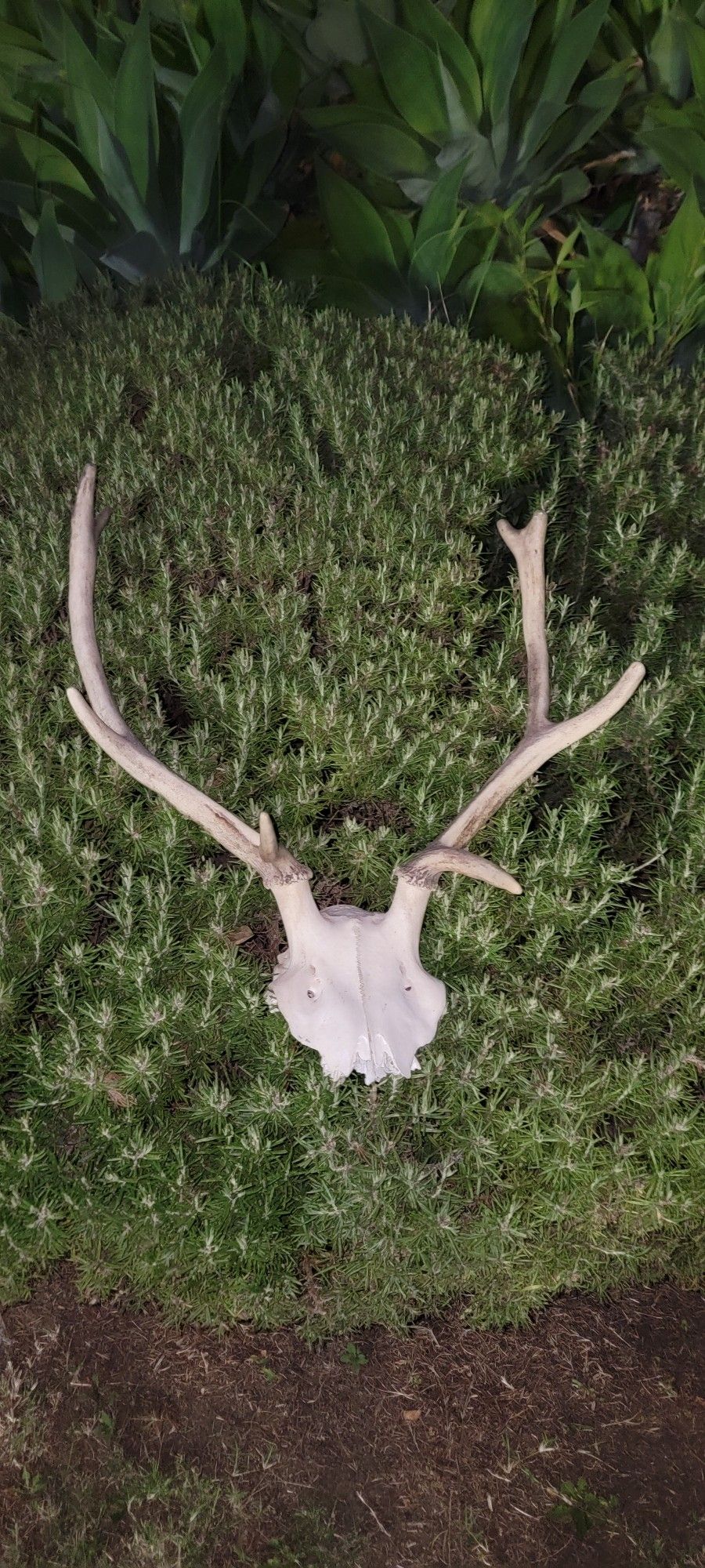 Small Elk Antlers