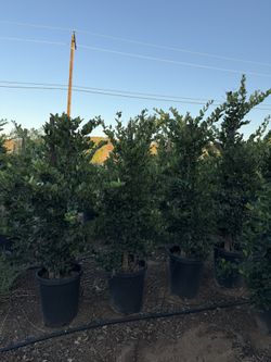 Ligustrum Texana 5.5 Ft Tall