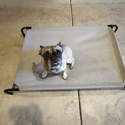 Large Dog Cot Great for Camping (Dog Not Included)