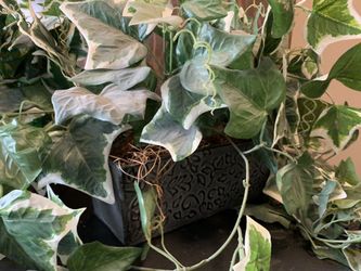 Ivy grape vine toppers wish vase