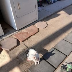 Esta Prrita Llego A Mi Casa Aquí En Browley  Por Si Es De Alguien Puede Marcar Este Número (contact info removed)