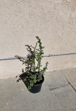 Elephant BUSH PLANT