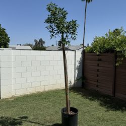 Ficus Tree