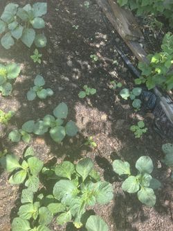 Fresh veggies-Lettuce, pumpkin leaves, potato leaves - $1 (Columbus-Lewis Center)