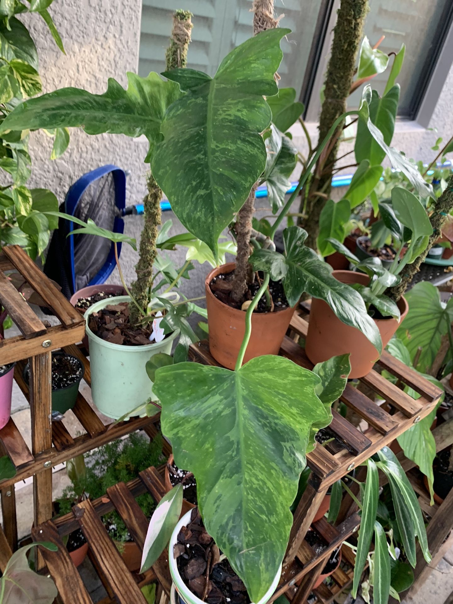 Philodendron Lime Fiddle