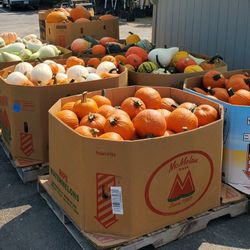 Pumpkins 
