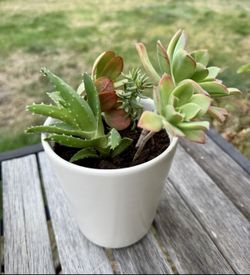 Succulent Arrangement in White Ceramic Pot