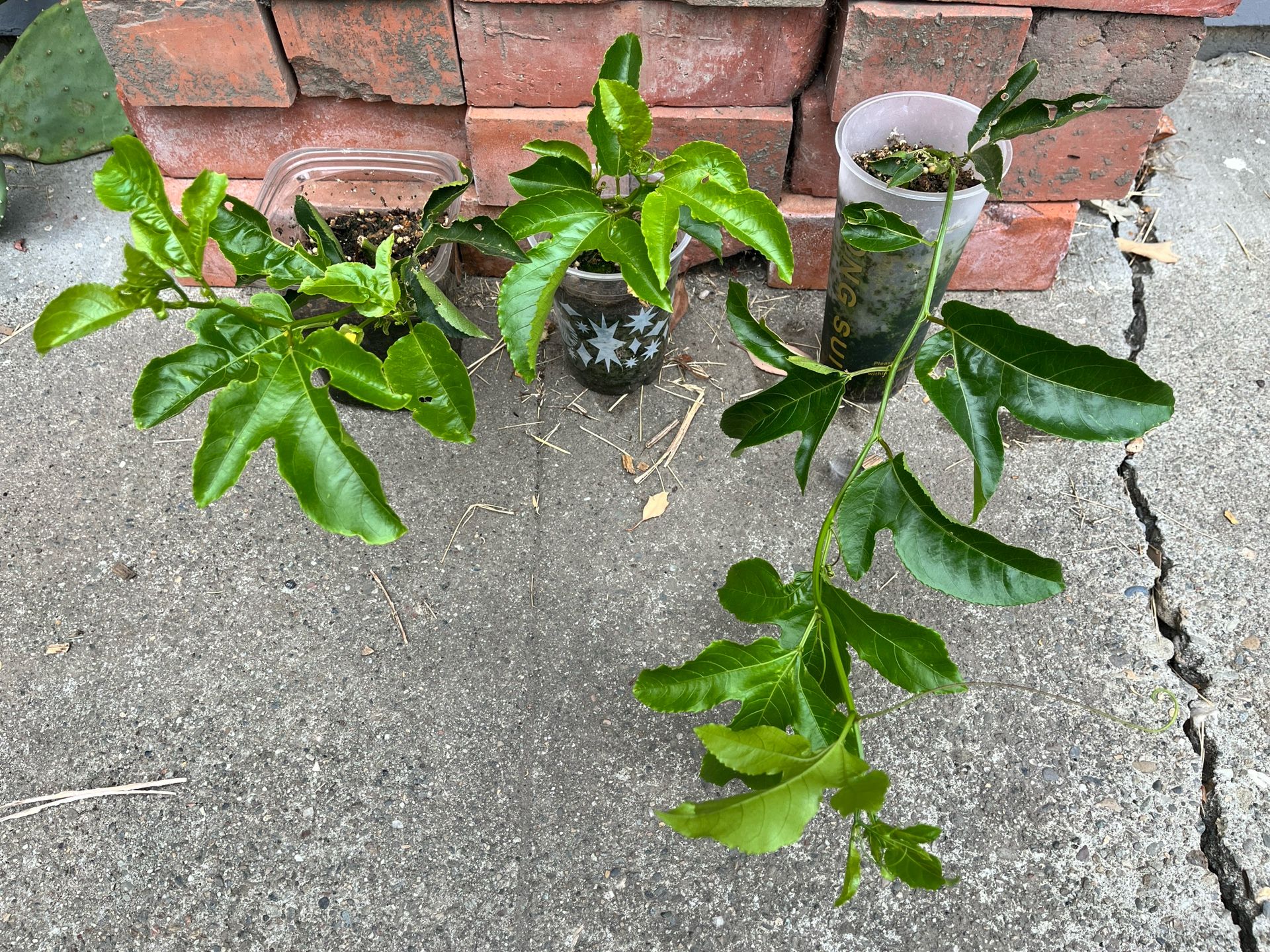 Passion fruit Plant Starters