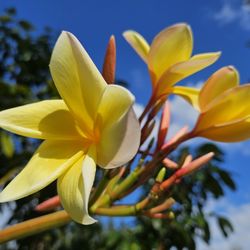 Frangipani Plant Starter Branch