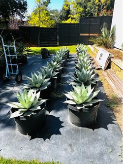 🌵 Premium Agaves for Sale – Healthy, Hardy & Landscape Ready! 🌵.