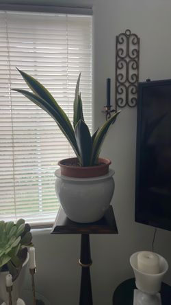 Large snake plant