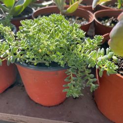 Succulents Plants 4 Inch