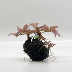 Nymphaea Stellata (Dwarf Water Lily) – Vibrant Aquatic Plant for Aquariums - Red Lily Bulb Aquarium Plant - Freshwater Plant For Aquascape Fish Tanks 