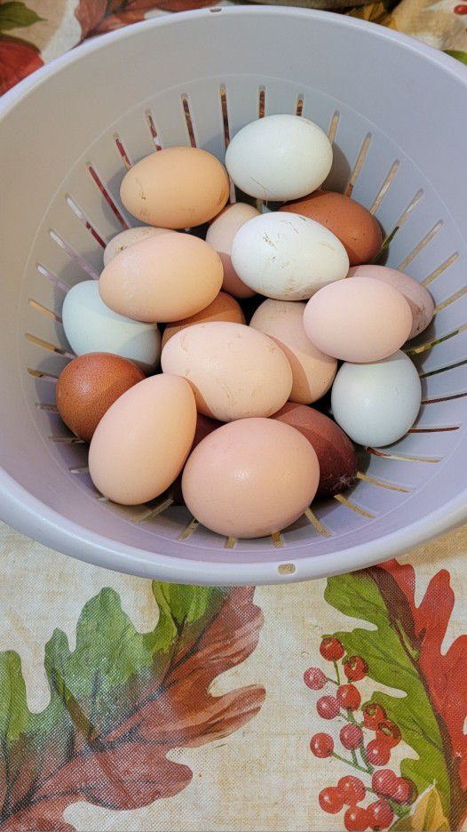 Fresh Organic Eggs 🥚 