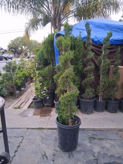 Juniper spartan spiral 15 g