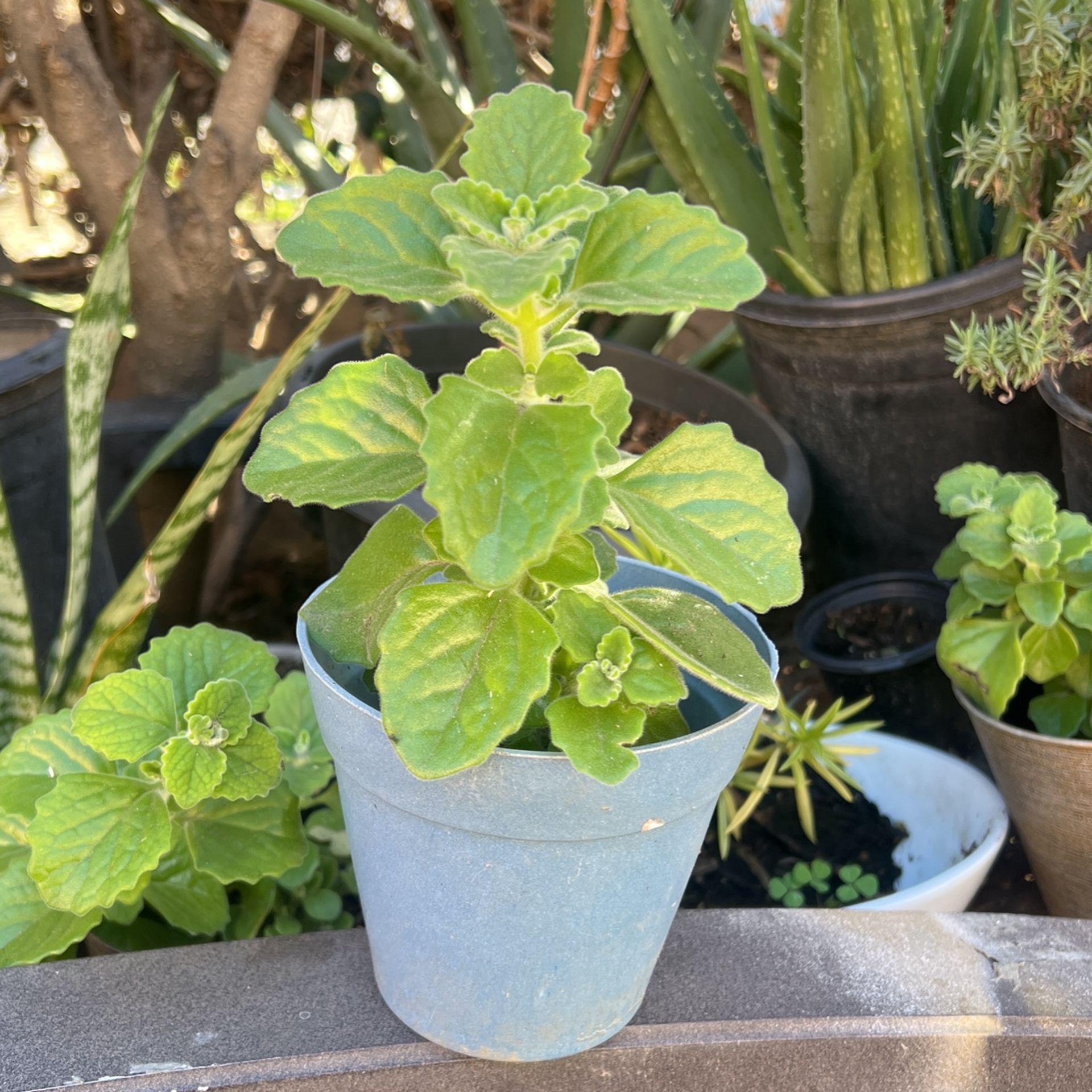 Planta De Vaporub 😍 Plectranthus coleoides c.v. mintleaf