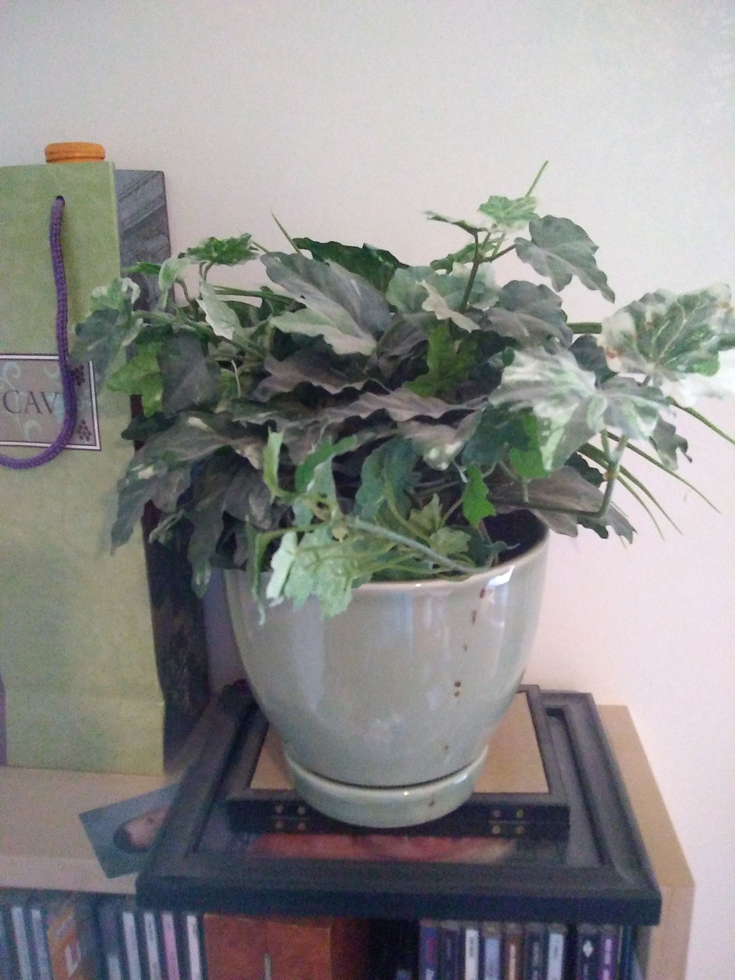 Artificial plant with pot..great for deco on Christmas