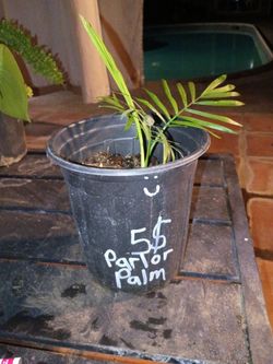 Parlor Palm