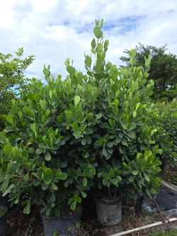 huge clusias About 7 feet tall  Instant  privacy Hedge for fence