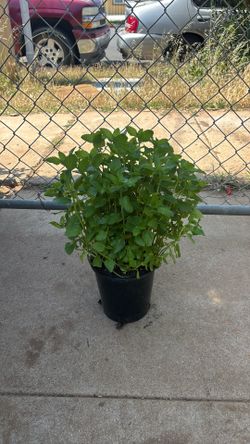 Spearmint / Yerba buena