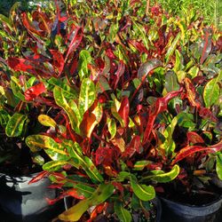 Croton Mammy Privacy Hedge Plants 3gl $6🌿💚