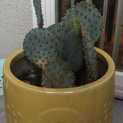prickly pear cactus