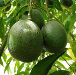 Grafted  Avocado, Pear, Cherry, Plum, Nectarine, Peach, Apple, Mandarin   Trees
