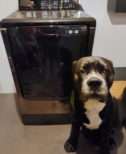 Samsung Multisteam™ SmartThings Dryer