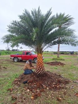 Beautiful Date Palm!
