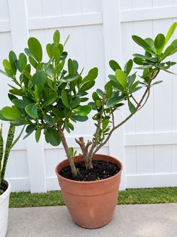 Clusia plant 🪴 POT INCLUDED