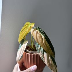 Variegated Philodendron Orange Melanochrysum 